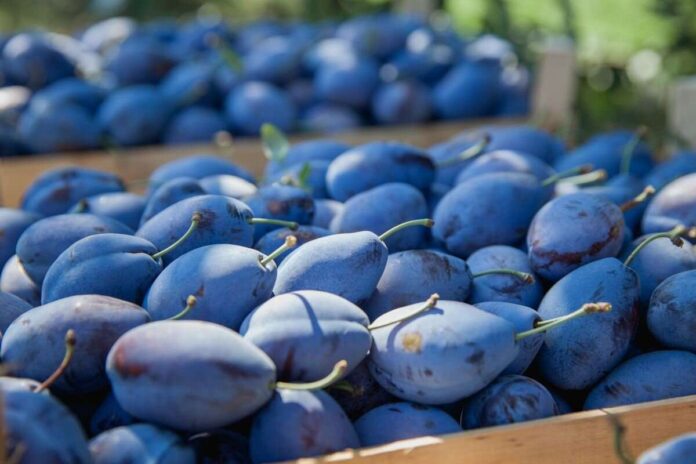 Republica Moldova a exportat aproape 40.000 de tone de prune în 2026, România și Germania, principalele piețe